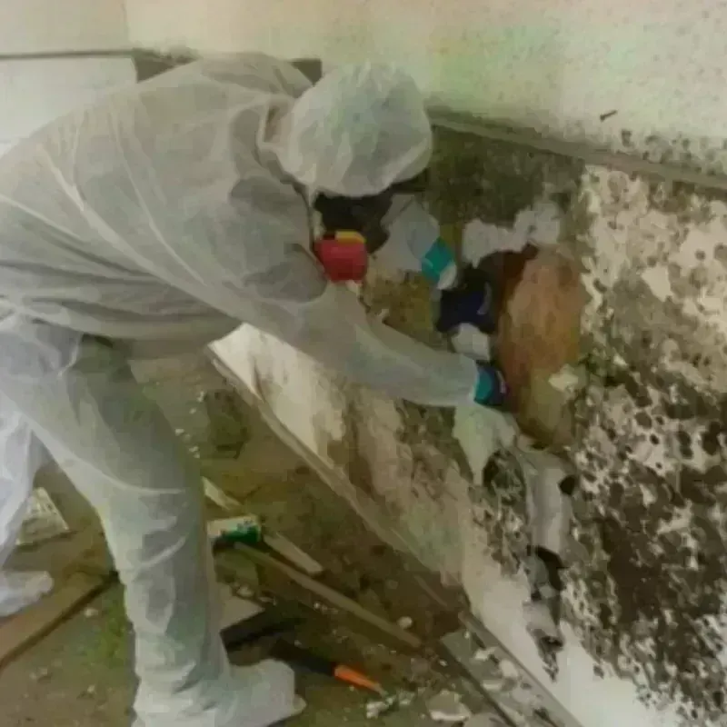 Best Mold Remediation and Removal Service in El Monte, CA